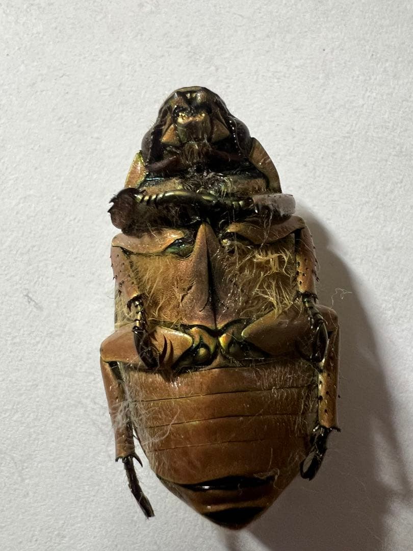 プラチナコガネ　バッテシー