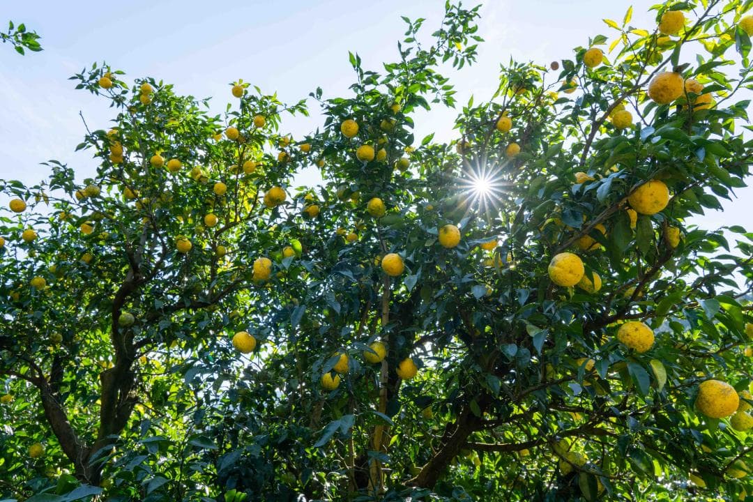 高知県北川村産本柚子約20kg　農薬：栽培期間中不使用