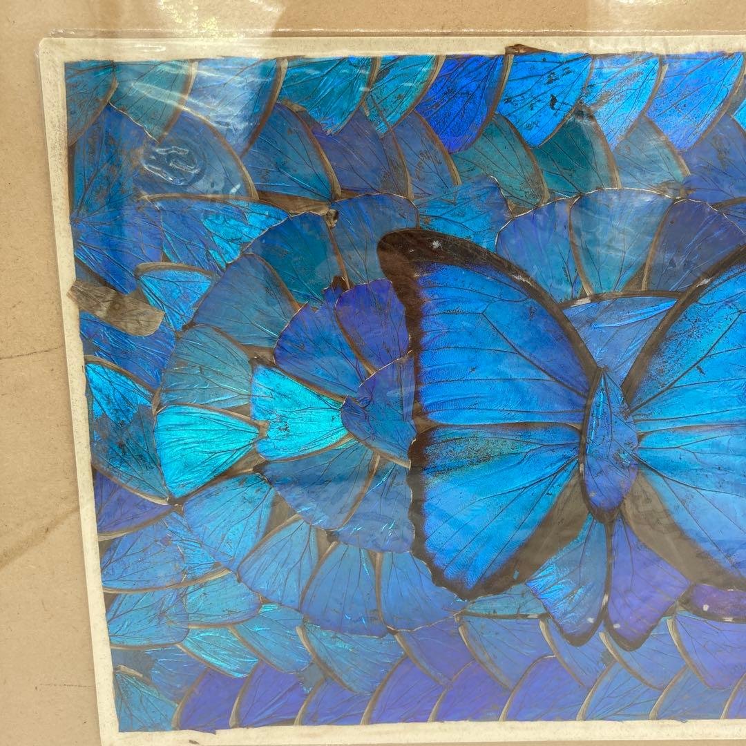 【レア】　モルフォ蝶　標本　アート 美術　芸術　昆虫　チョウ　ブルー