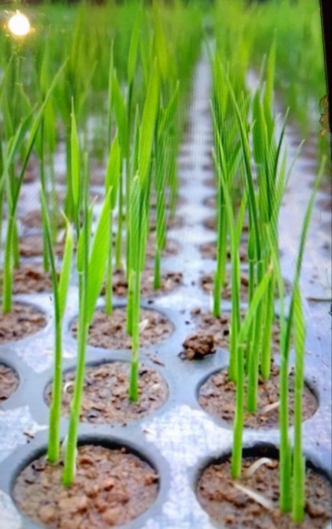 令和7年 自然栽培米 イセヒカリ 10kg 玄米