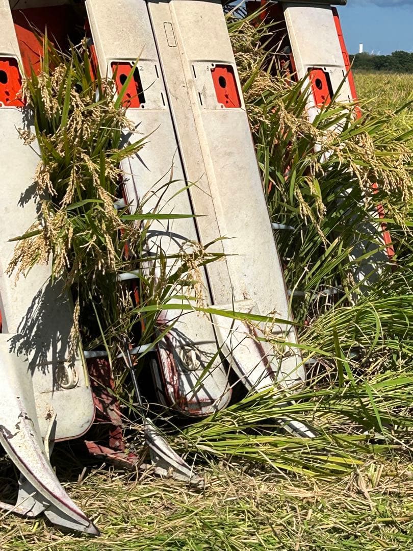 青森県産 はれわたり 令和6年産（精米済み）14kg送料込み