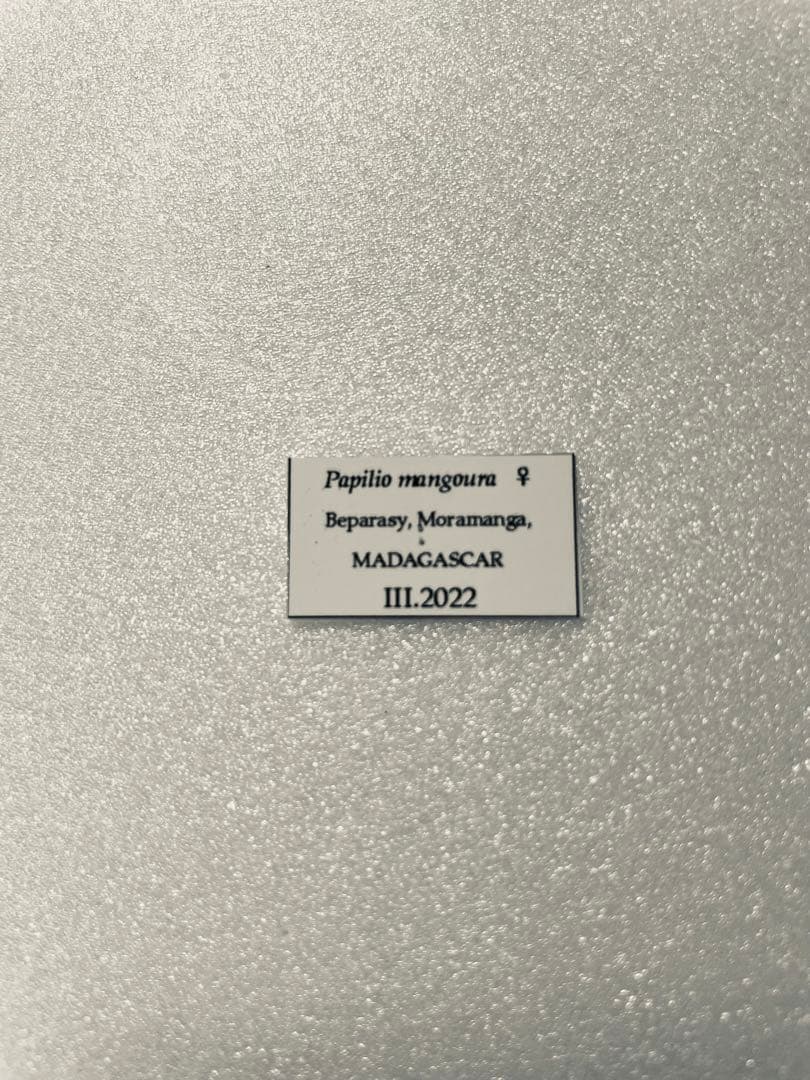 【1ペア】マンゴーラアゲハ（マダガスカル産）