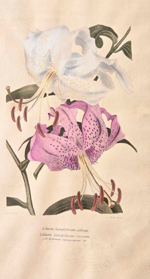 ユリの水彩画 1864年制作