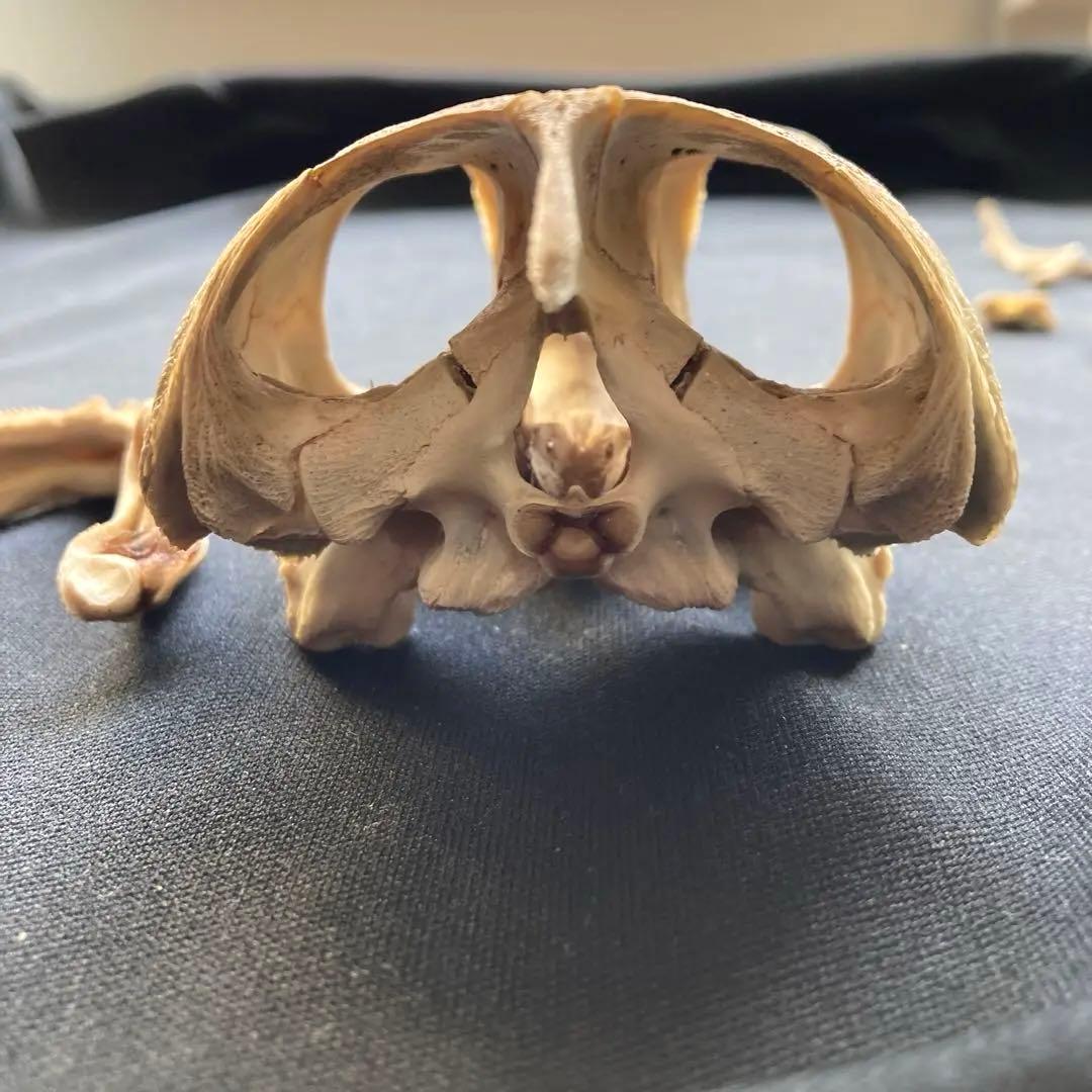 ウミガメの頭骨・頸椎他