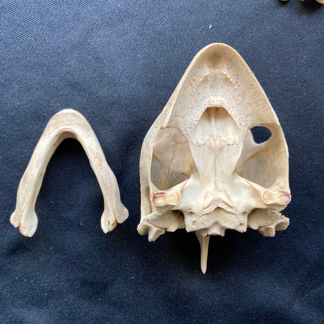 ウミガメの頭骨・頸椎他