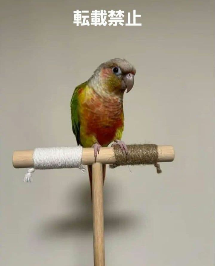 T7　☆　中型インコ　背の高～い止まり木　Tパーチ　☆　シロハラインコ　スタンド
