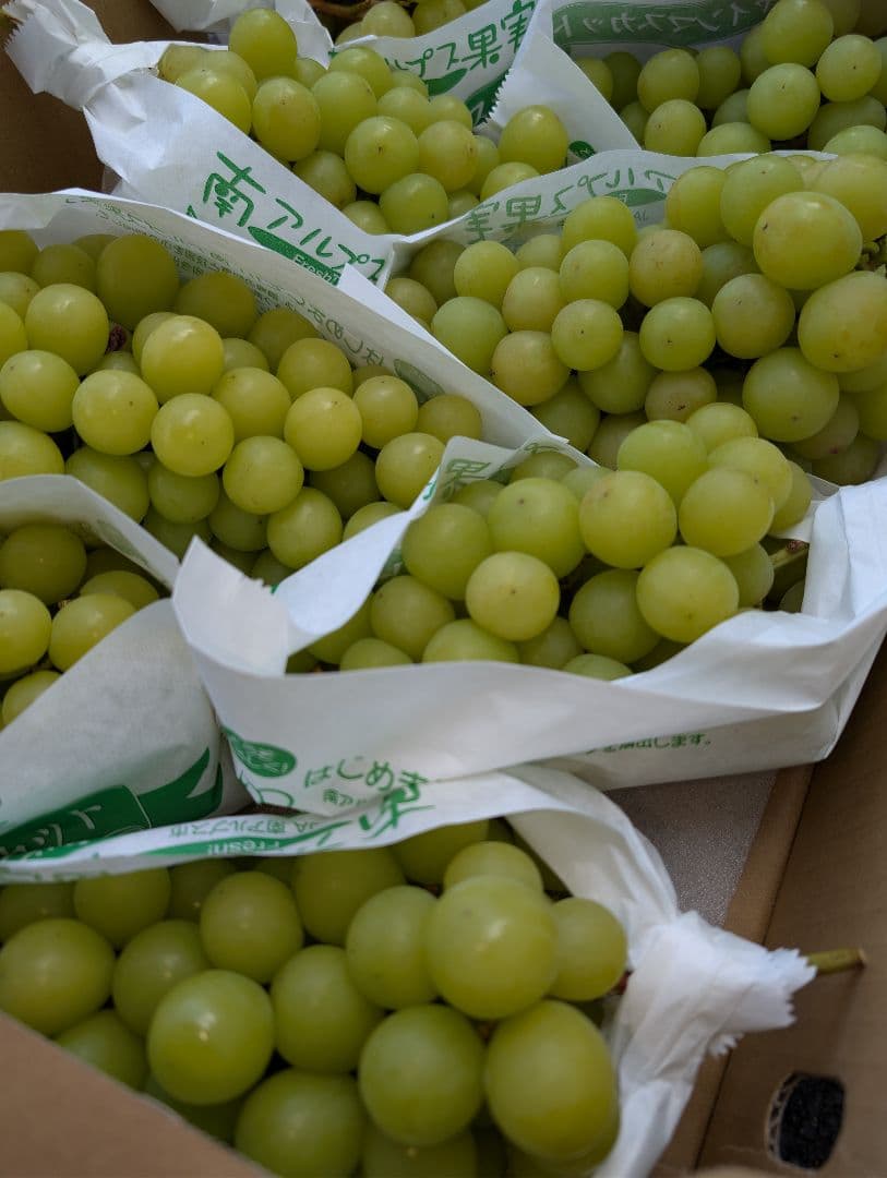 山梨県産ぶどう　シャインマスカット　8房入り箱込み約5.6kg