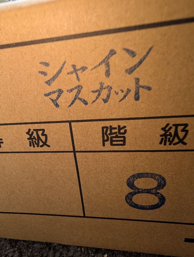 山梨県産ぶどう　シャインマスカット　8房入り箱込み約5.6kg