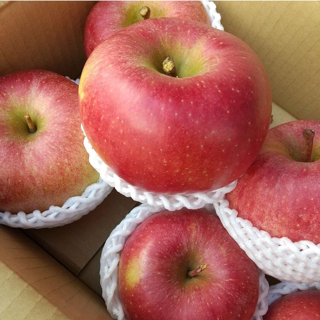 美丘10k 希少　じぃじの美味しい林檎