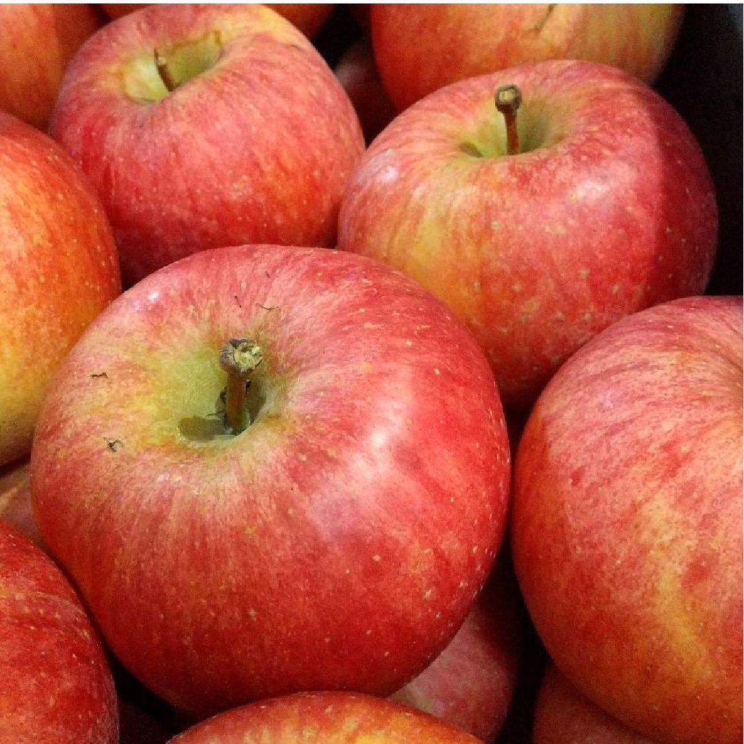 美丘10k 希少　じぃじの美味しい林檎