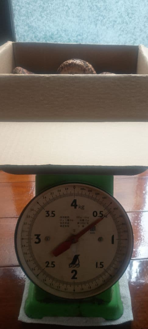 松茸　580㌘　岐阜県産