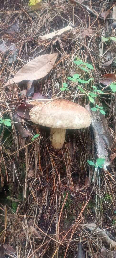 松茸　580㌘　岐阜県産