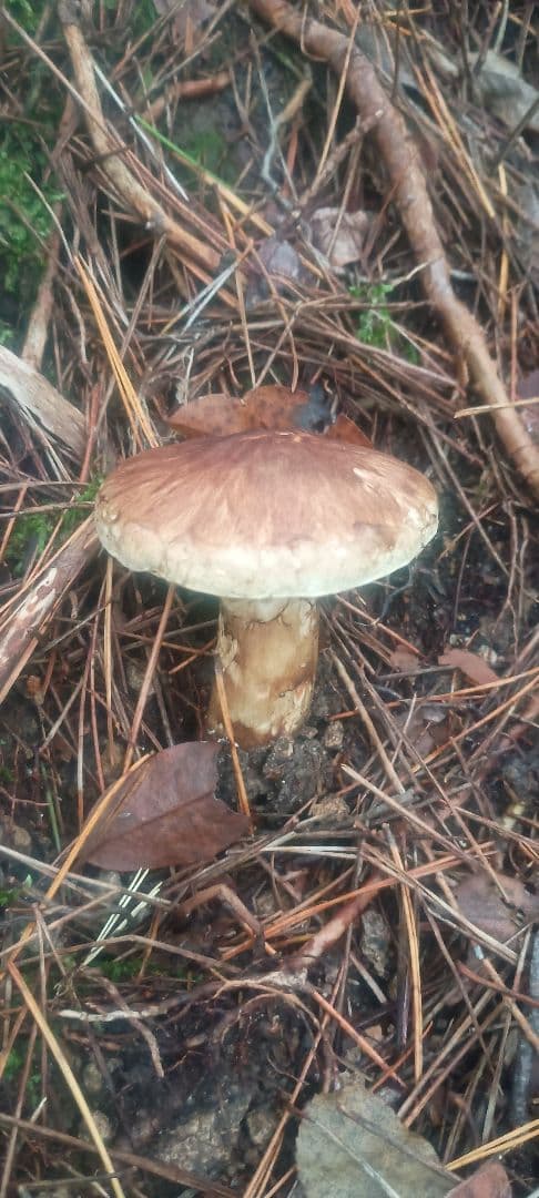 松茸　580㌘　岐阜県産