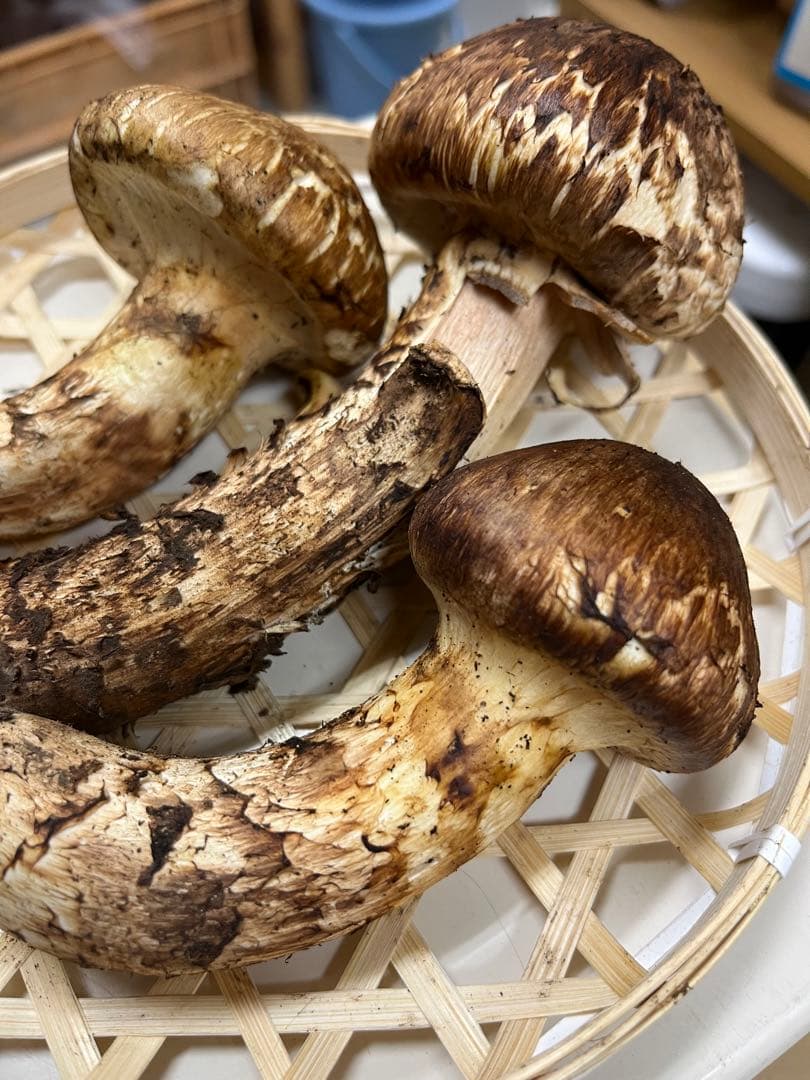 岩手県産松茸　良型　今期最終出品