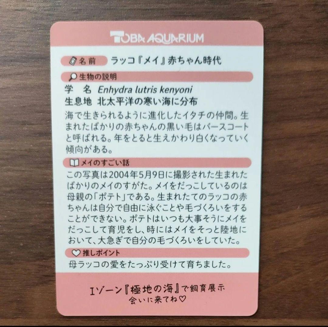 鳥羽水族館　赤ちゃん　メイ