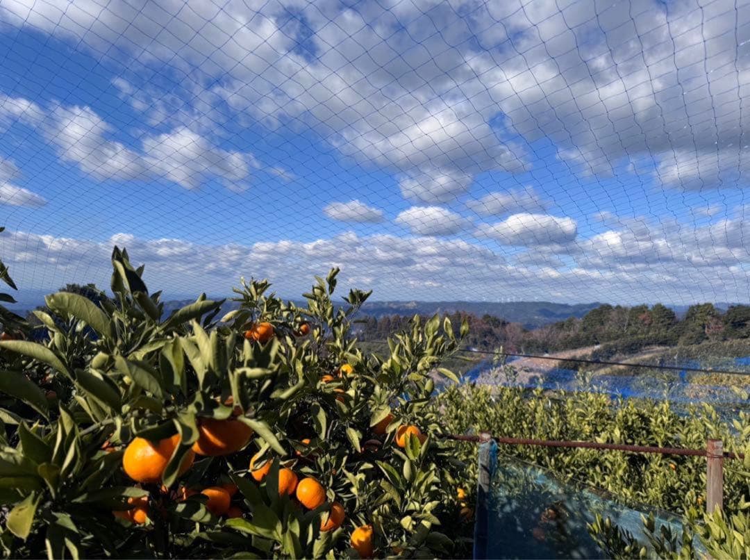 ④温州みかん 樹熟大坊みかん 秀品(贈答品同様)2Sサイズ10kg