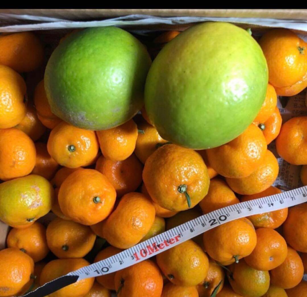 小みかん　レモン