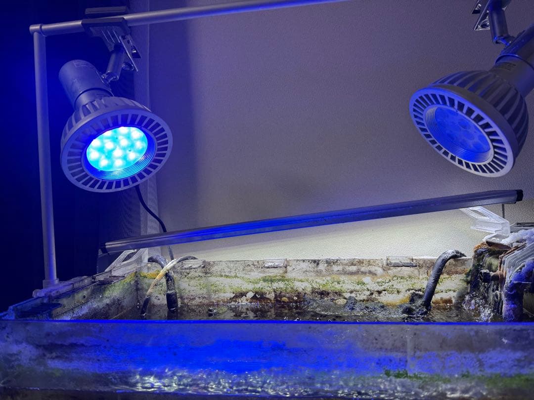 2個セット　ボルクスジャパン　グラッシーレディオ　RX122DP