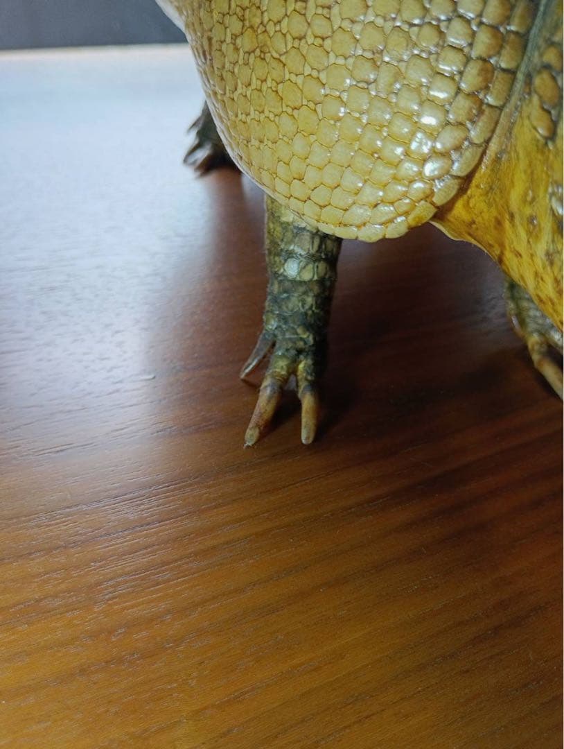 ココノオビアルマジロ　剥製　ワシントン条約 ・日本国内法（種の保存法）対象外