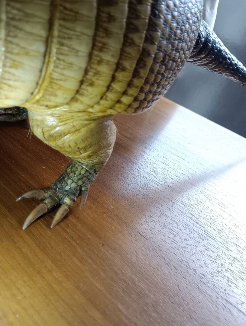 ココノオビアルマジロ　剥製　ワシントン条約 ・日本国内法（種の保存法）対象外