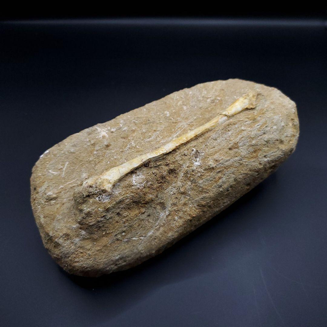 希少 翼竜 アルシオーネ 骨 化石 本物 モロッコ産 190.47mm yk3