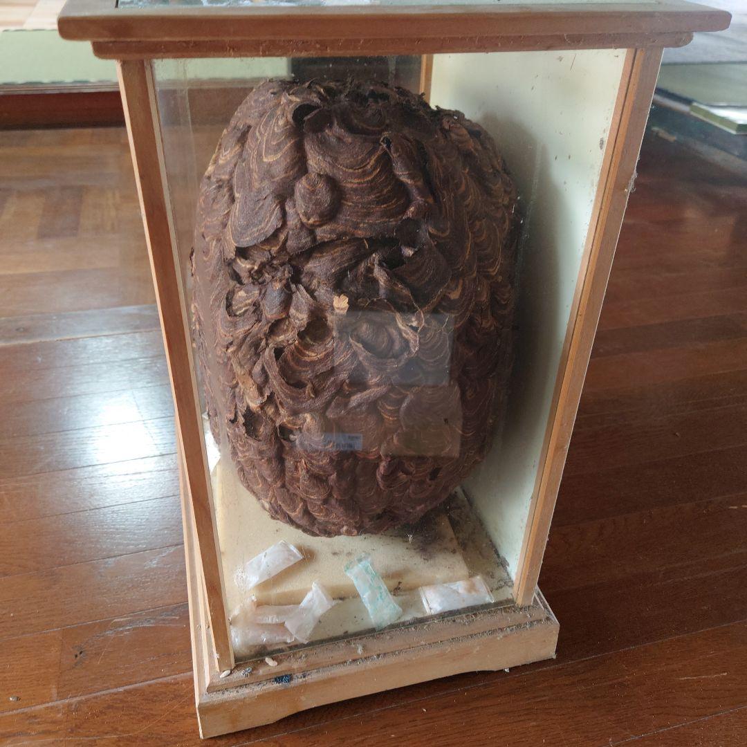 ハチの巣 ガラスケース入り