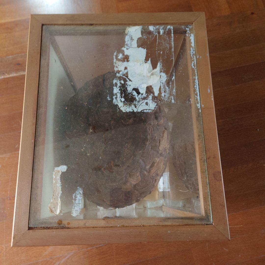 ハチの巣 ガラスケース入り