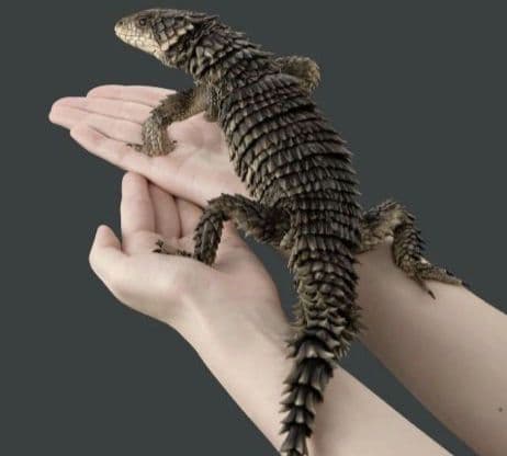 新品輸送箱未開封 いきもの大図鑑アルティメット ナイルワニ＆オオヨロイトカゲ