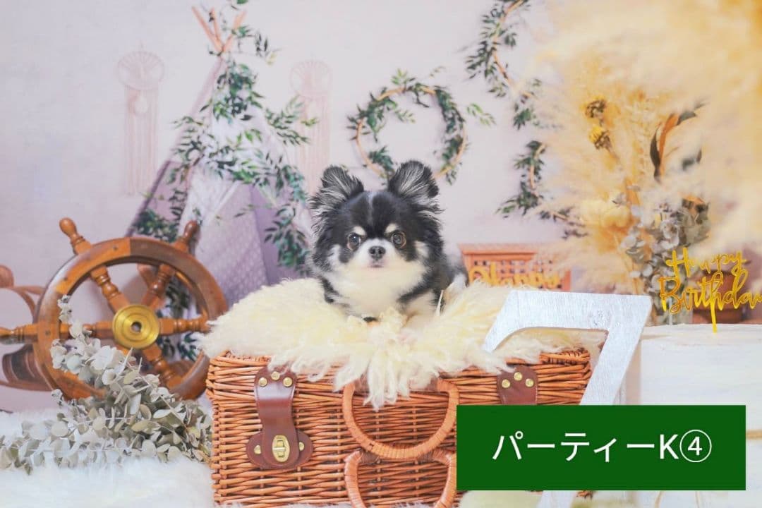 背景布　ハロウィンK①　パーティー、ペット、キッズ、ドール撮影用