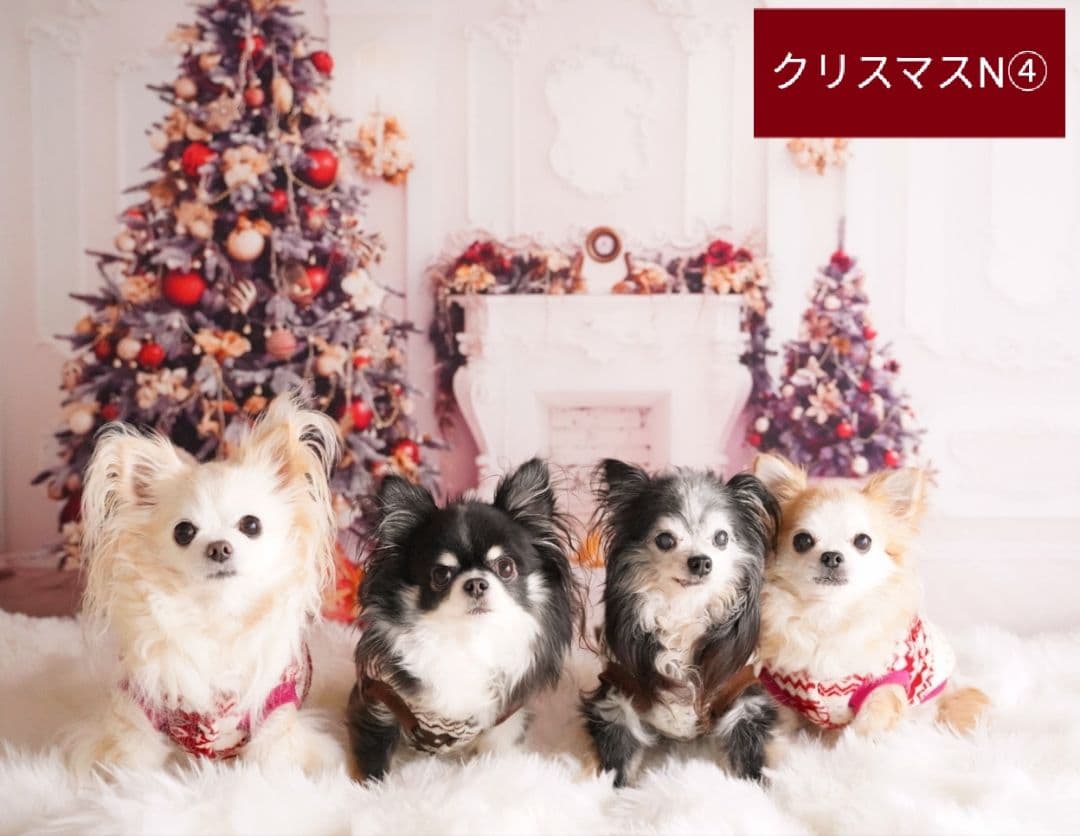 背景布　ハロウィンK①　パーティー、ペット、キッズ、ドール撮影用