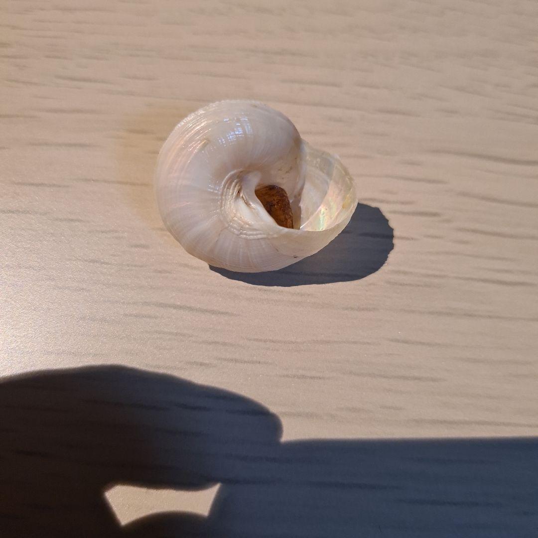 貝殻 Maurea Muriellae