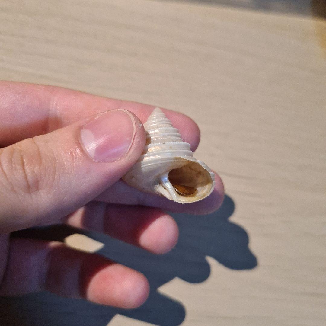 貝殻 Maurea Muriellae