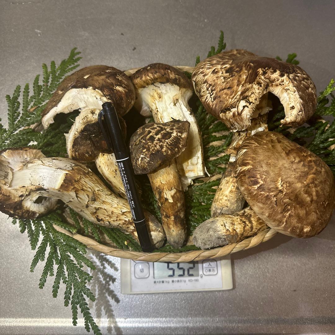 訳あり品‼️国産天然松茸‼️540g‼️