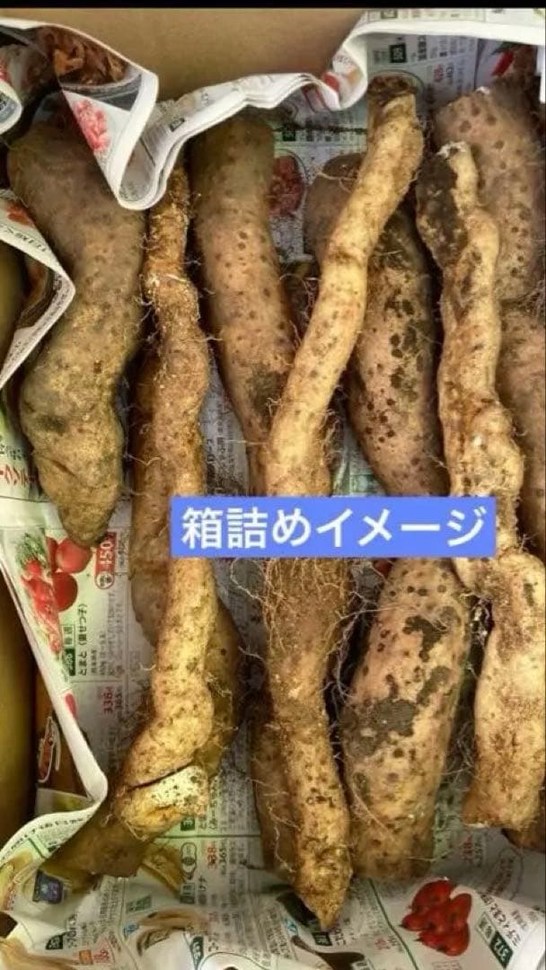 掘り立て‼︎鹿児島県産 天然自然薯１.５キロ