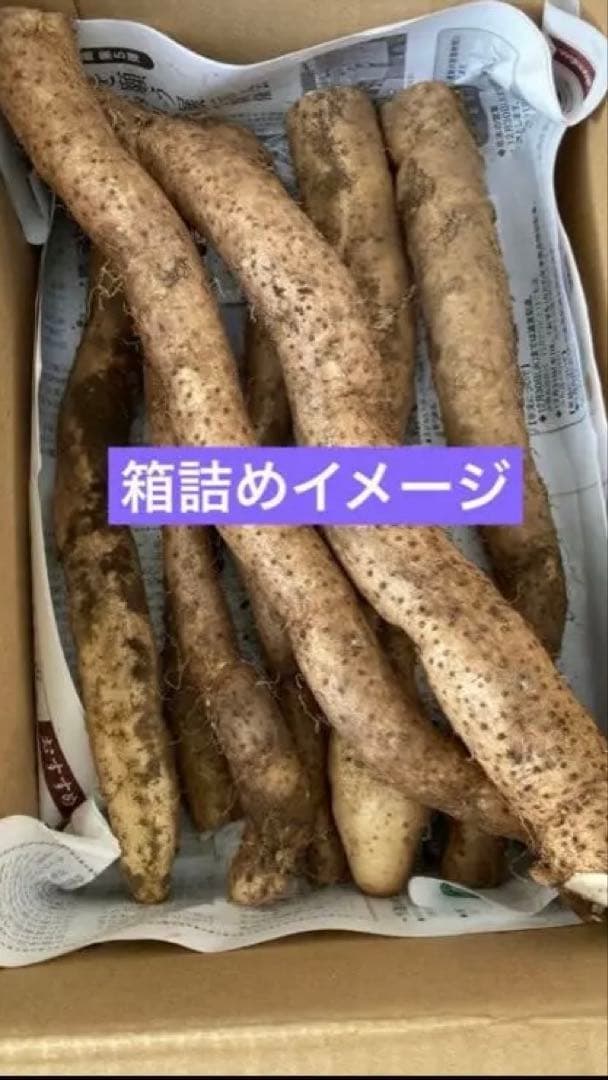 掘り立て‼︎鹿児島県産 天然自然薯１.５キロ
