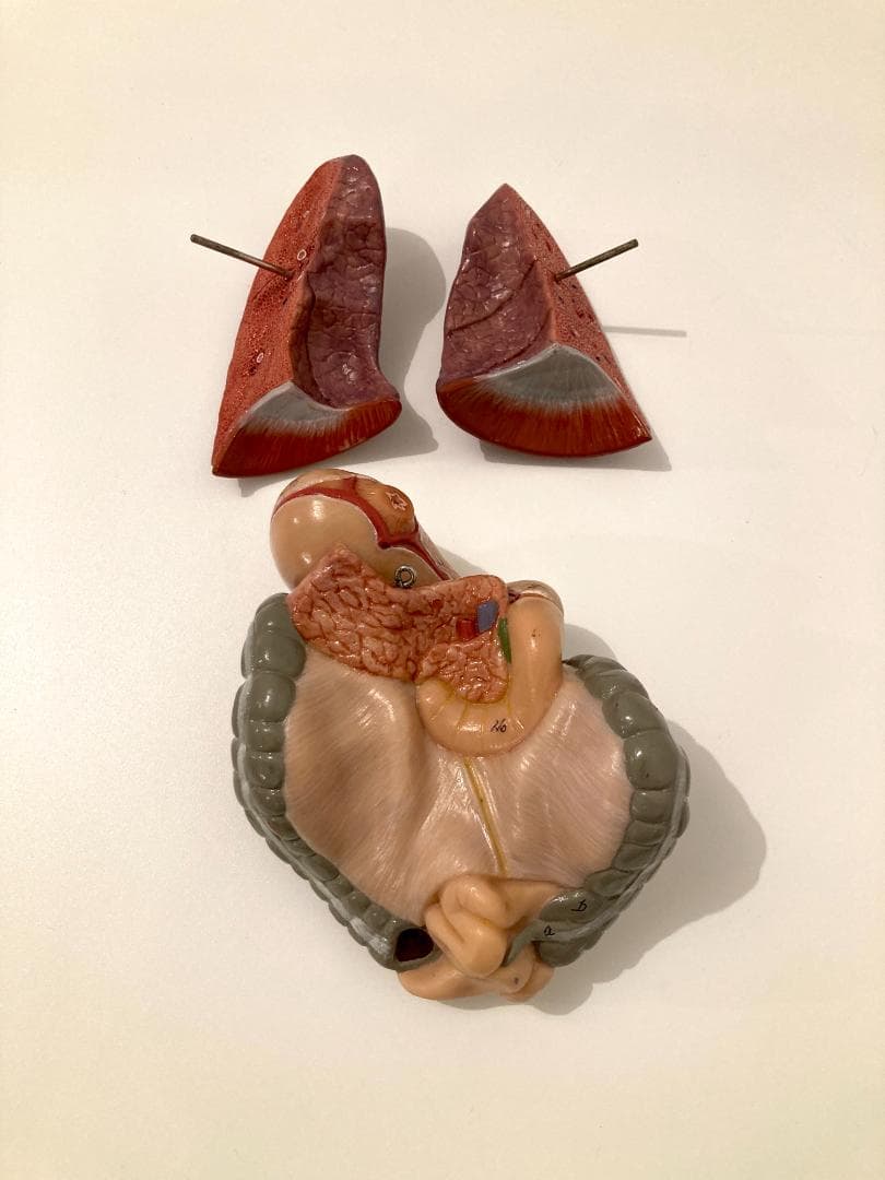 ドイツ ソムソ社製 SOMSO 人体解剖模型