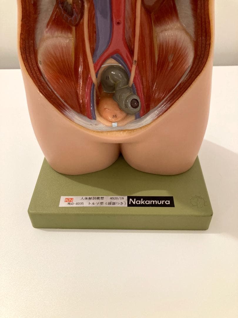 ドイツ ソムソ社製 SOMSO 人体解剖模型