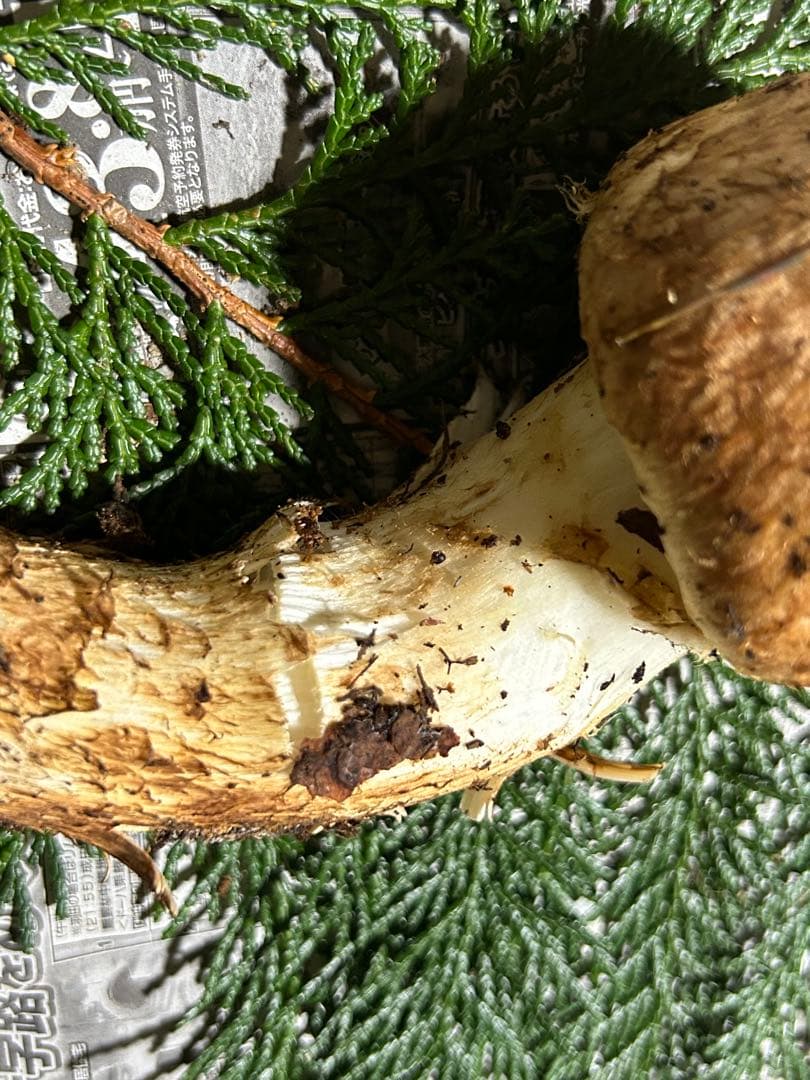 ☆信州産松茸☆今現在約140グラム☆まつたけ☆クール便送料着払い☆国産松茸☆L☆