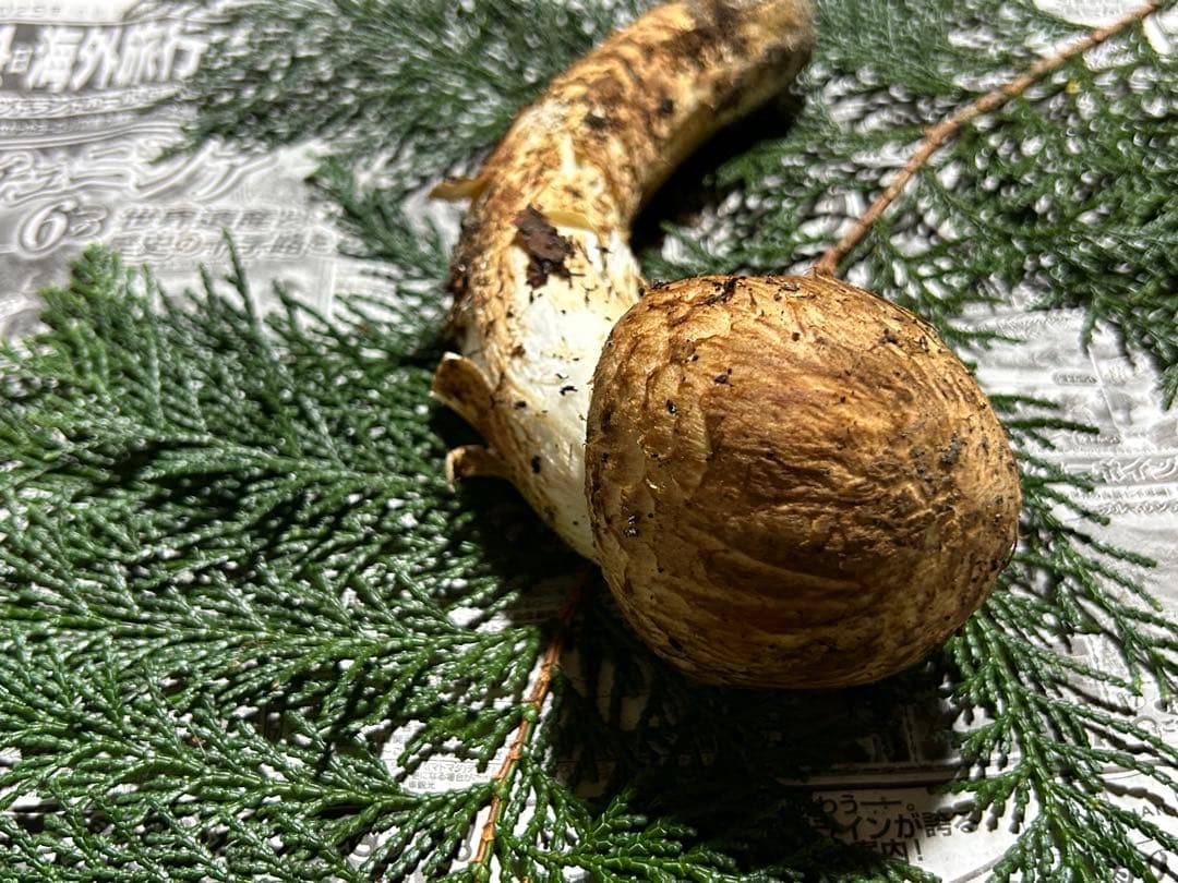 ☆信州産松茸☆今現在約140グラム☆まつたけ☆クール便送料着払い☆国産松茸☆L☆