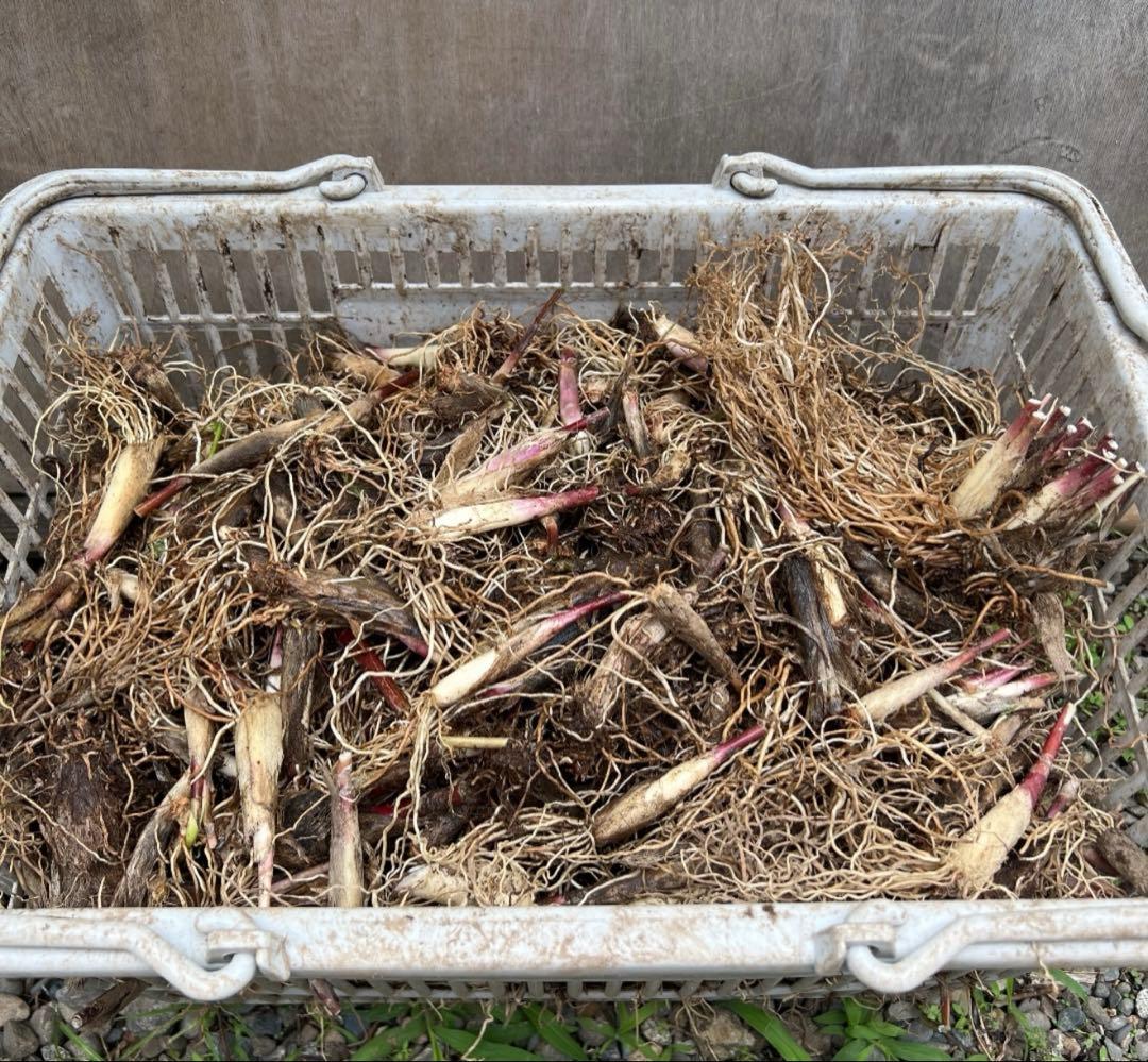 山菜の球根　野菜　行者ニンニク　根のみ　苗　球根　400本