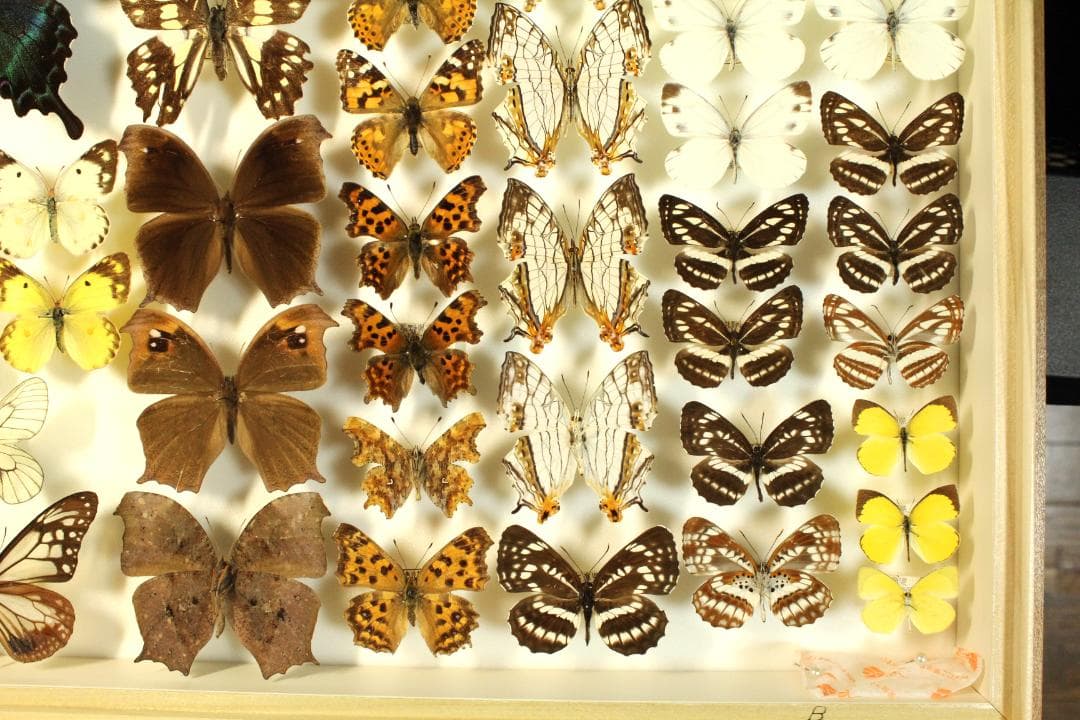 k*3様 オオウラギンヒョウモン等　日本産蝶標本　21種　59頭　大型ドイツ箱入