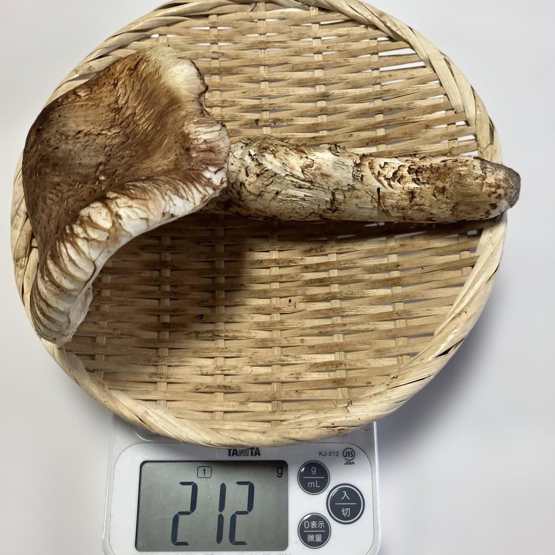 岩手県産松茸　２１２g