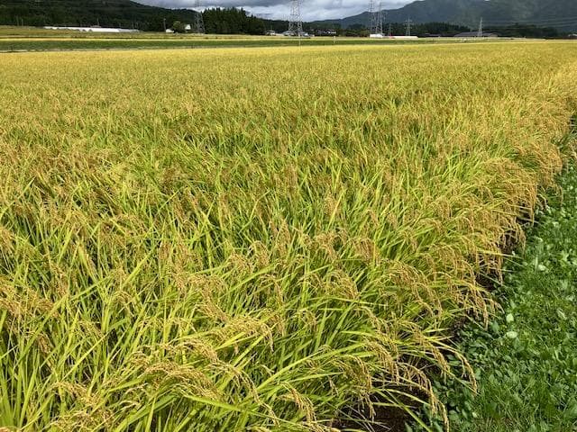 奇蹟の米「ゆうだい21」　精米27㎏　格安販売　(送料無料)