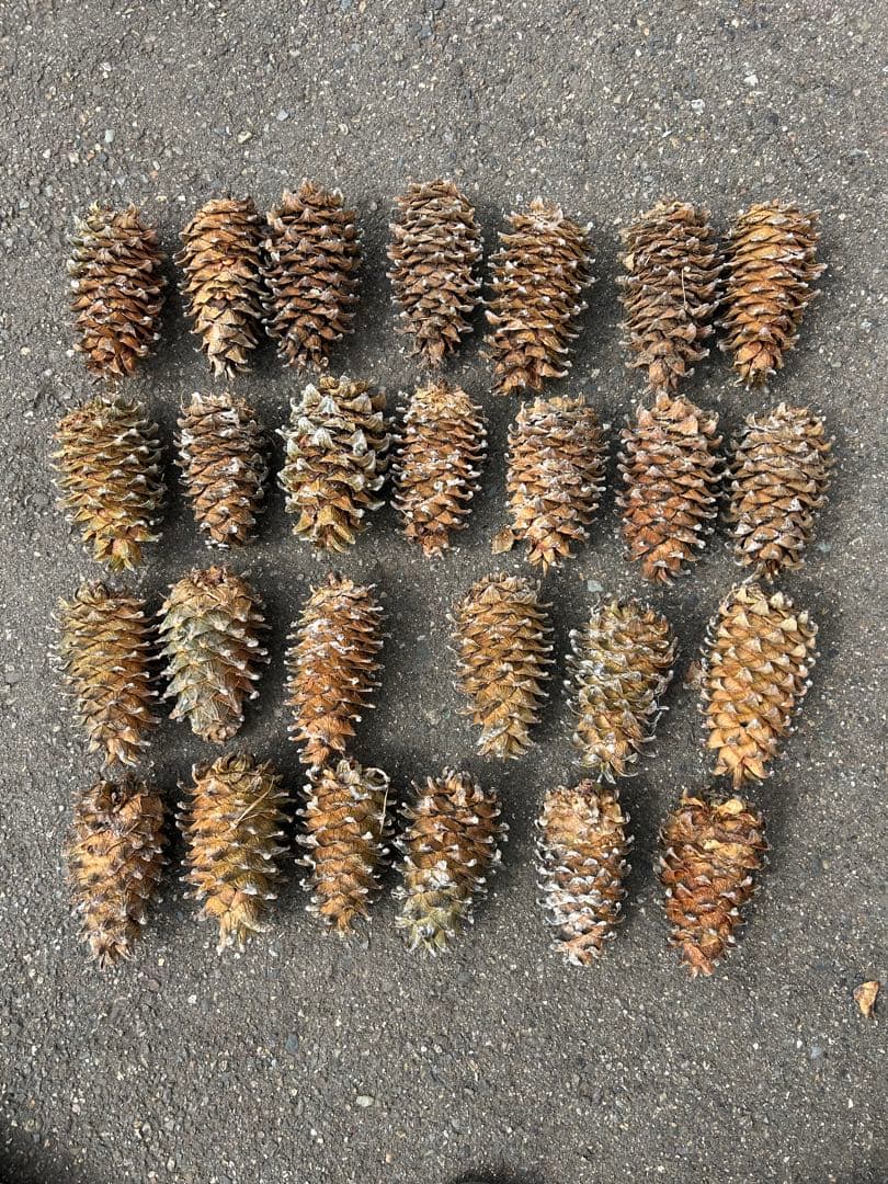 【ウサギちゃん】松ぼっくりNo.4(26個)+No.5(27個)