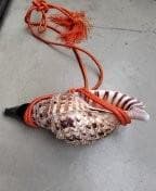 ほら貝・山伏・和楽器（オレンジ紐付き）