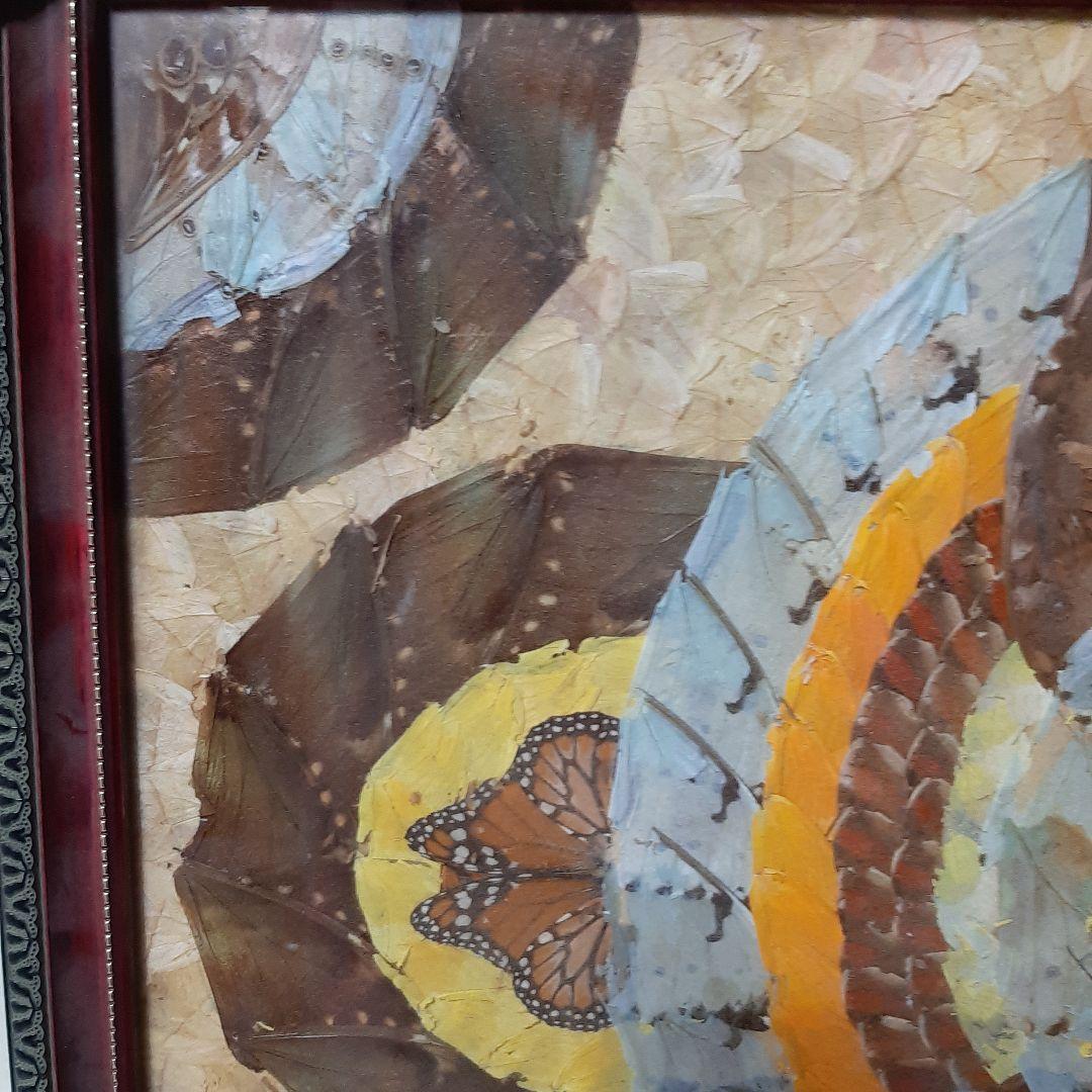 蝶画●モルフォ蝶 標本額入り