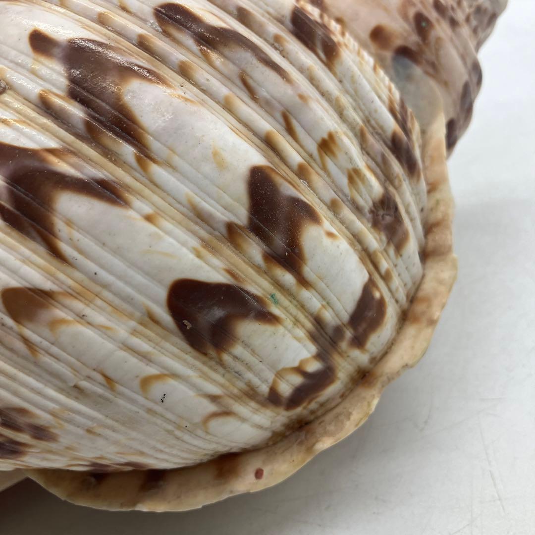 法螺貝 大きめ 山伏 無量寿経 法華経 螺役 戦国時代 ホラガイ科 和楽器