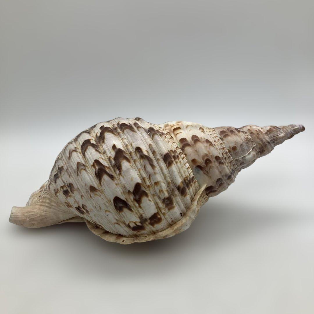 法螺貝 大きめ 山伏 無量寿経 法華経 螺役 戦国時代 ホラガイ科 和楽器