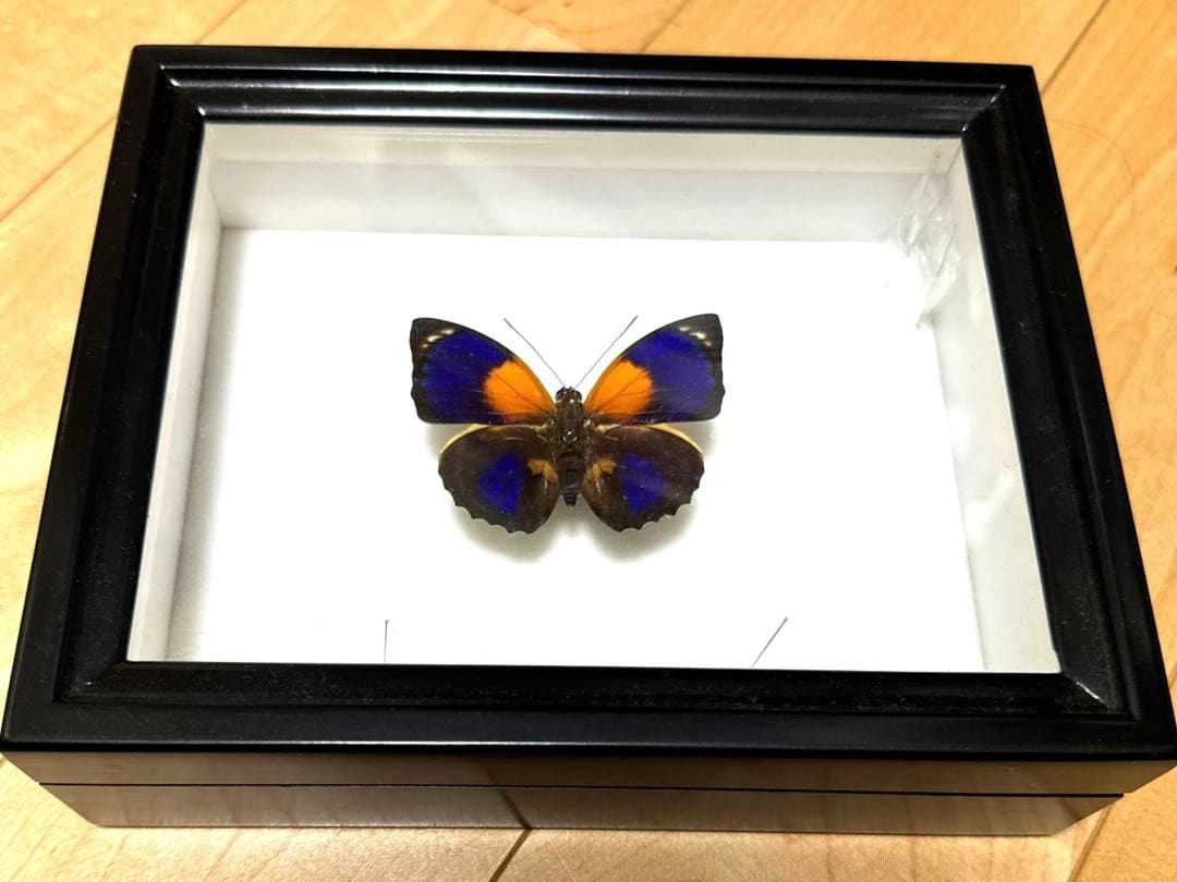 ミイロタテハ　ファルキドン.フルニエ　外国産　蝶標本　チョウ