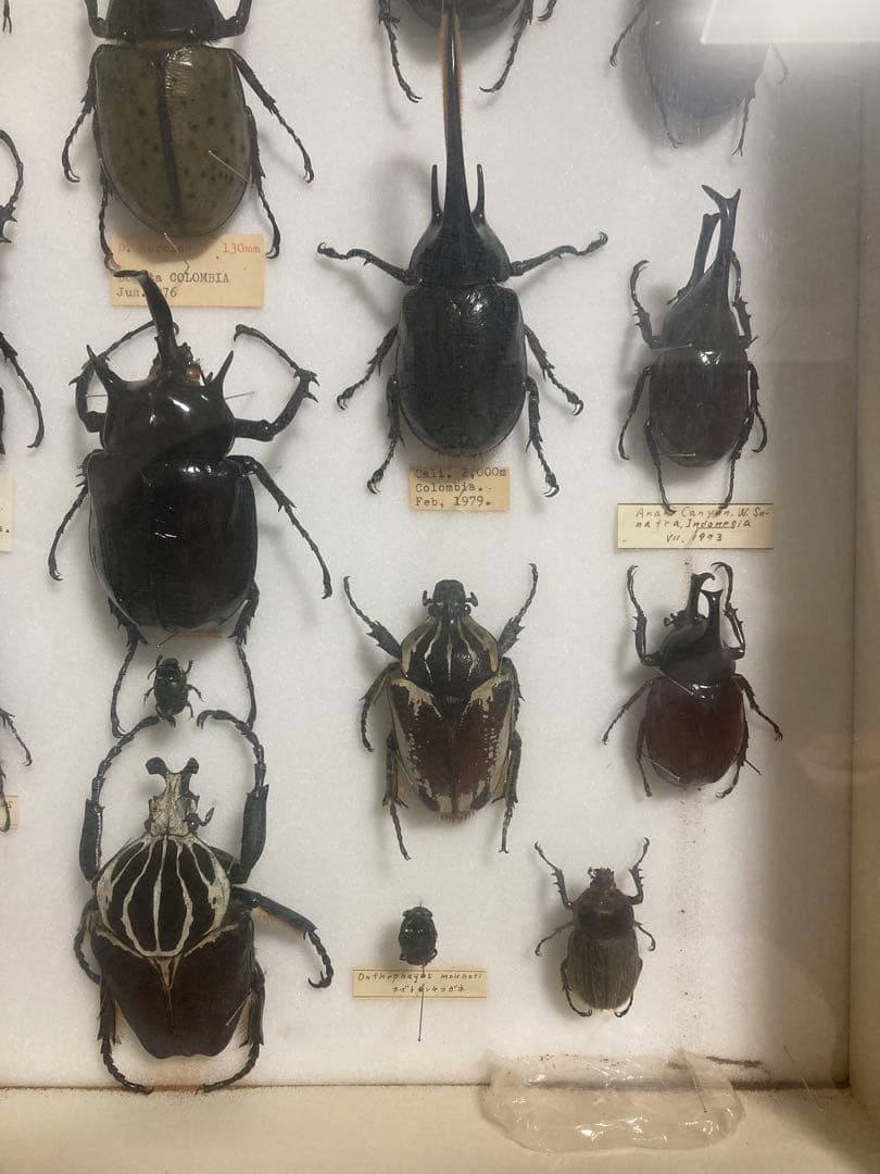 カブトムシ　標本　海外　標本箱　まとめ売り